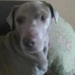 Meet your Posher, Ashantee